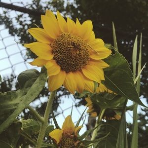 Meet your Posher, Dakota